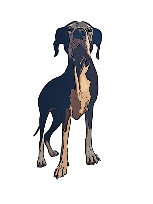 The Confident Canine Dog Training & Boarding West Palm Beach